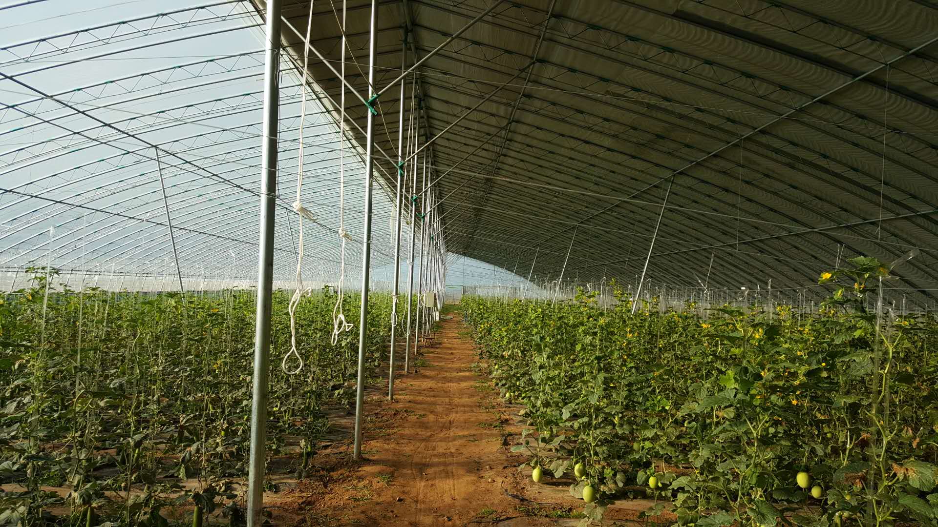 山东建设温室蔬菜大棚的事项